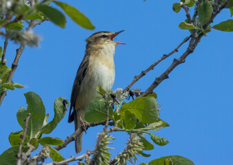 Sedge warbler bird in Scotland in the spring singing its very complex song from the top of a green leaf bush with bright blue sky in the sunshine in spring 