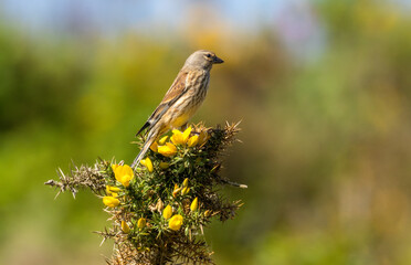 Linnet small bird on gorse bushes with yellow flowers in the spring tin bright sunshine 