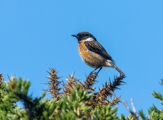 Male stonechat bird on a branch in the sunshine 