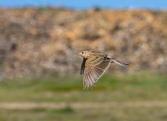 Skylark in flight, Sky Lark flying in the spring in the sunshine 