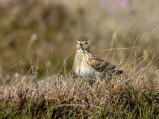 Skylark, Sky Lark, beautiful brown speckled bird with gorgeous crest and song in the underground brush in the sunshine 