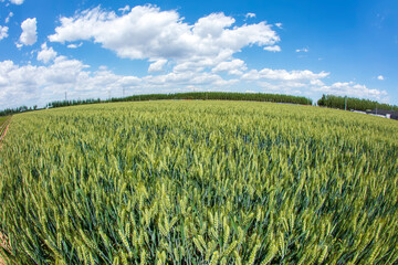 Wheat is growing in the field ,The wheat fields are under the blue sky and white clouds