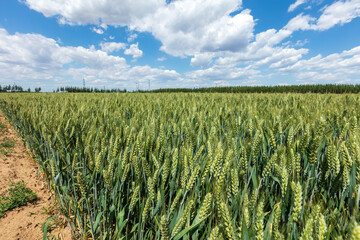 Naklejka premium Wheat is growing in the field ,The wheat fields are under the blue sky and white clouds