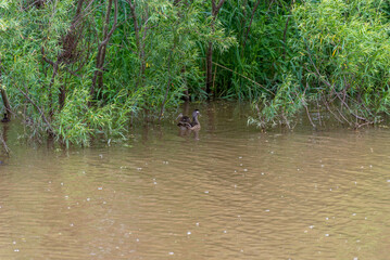 Wood Ducks Swimming On The River In Summer