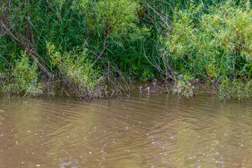 Wood Ducks Swimming On The River In Summer