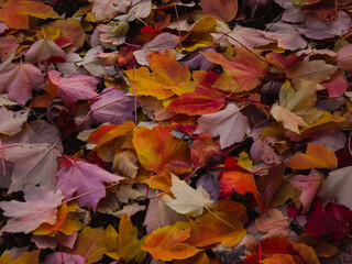 autumn leaves background