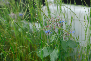 Borago flowers in grass in countryside garden. Borago blooming in sunny summer meadow. Biodiversity and landscaping garden flower beds. Wildflowers