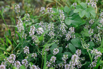 Thyme pink flower in countryside garden. Thymus blooming in sunny summer meadow. Biodiversity and...