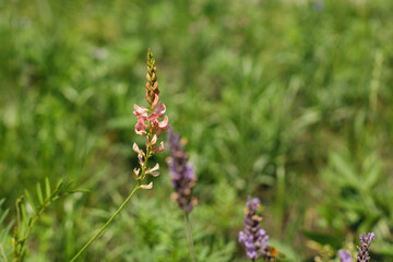 Wild flower in countryside garden. Pink onobrychis blooming in sunny summer meadow. Biodiversity and landscaping garden flower beds