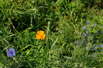 California poppy in wild countryside garden. Blooming eschscholzia wildflower in sunny summer meadow. Biodiversity and landscaping garden flower beds