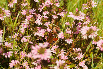 Beautiful butterfly on scaevola pink flowers in countryside garden. Scaevola aemula blooming in sunny summer meadow. Biodiversity and landscaping garden flower beds