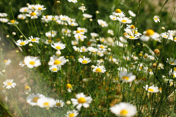 Beautiful chamomile flowers in wild countryside garden. Blooming daisy wildflowers in sunny summer...