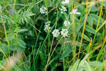 Alyssum flowers in countryside garden. Lobularia blooming in sunny summer meadow. Biodiversity and landscaping garden flower beds
