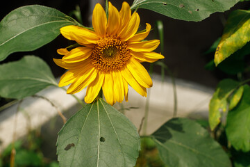 Sunflower in wild countryside garden. Blooming sunflower in summer meadow. Biodiversity and landscaping garden flower beds. Summer banner