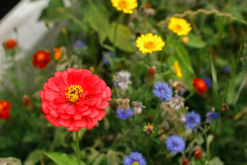 Zinnia in wild countryside garden. Blooming wildflowers in sunny summer meadow. Biodiversity and landscaping garden flower beds. Summer banner