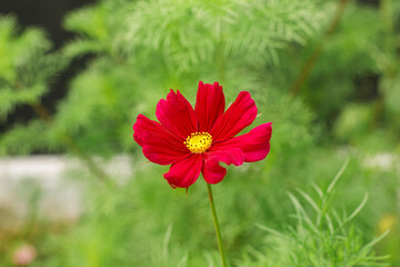 Beautiful cosmos flower in wild countryside garden. Blooming cosmos wildflowers in sunny summer meadow. Biodiversity and landscaping garden flower beds. Summer banner