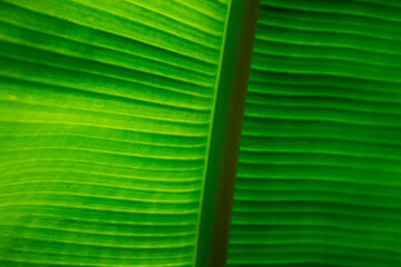 fresh green banana leaf background