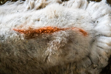 A red mark on a sheep's back top view Scottish sheep marked with color. A lamb with orange marking on a back. Details of wool material. Farming, agriculture, rural lifestyle. White fluffy tagged sheep