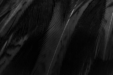 black feathers with an interesting pattern. background