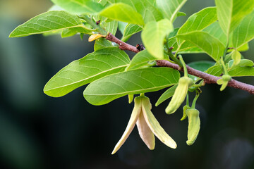 Custard apple flower hanging on its tree with green leaves, blossom on tree among green leaves blurred background