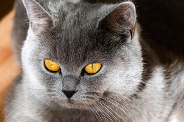 cute grey british short hair cat portrait