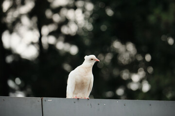 pigeon on the roof