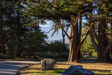 tree in the park NEAR THE BEACH