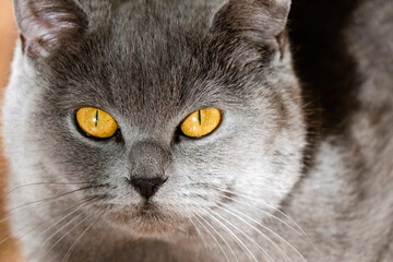 cute grey british short hair cat portrait