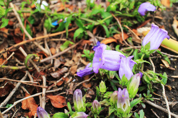 可愛い紫色のフウリンソウ