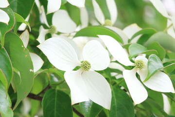 真っ白で美しいハナミズキの花