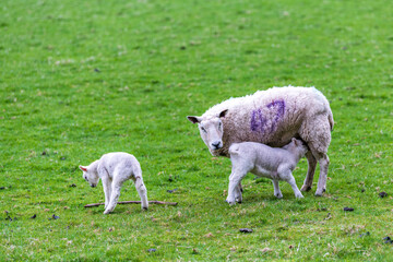 sheep: baby lambs in spring on green field with nursing mother ewe shot in Perthshire Scotland month of May room for text