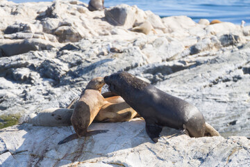 South American sea lion colony on Beagle channel