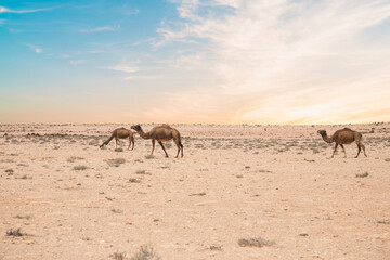 Beautiful view of a camel in a desert