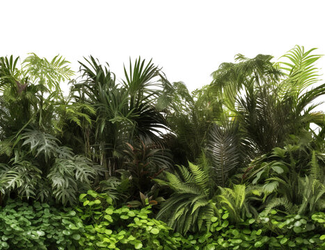 a photo of a lush green tropical jungle transparent background