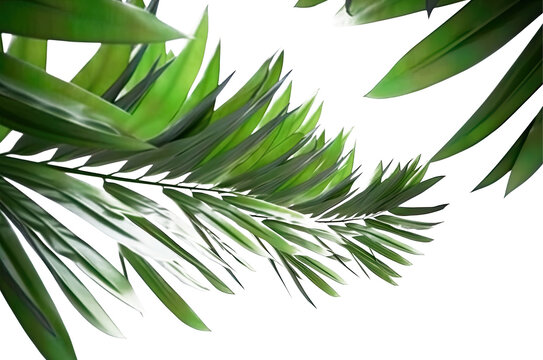 a photo of green leaves possibly palm fronds, on transparent background