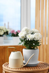 Beautiful chrysanthemum plant in flower pot and watering can on wooden table indoors