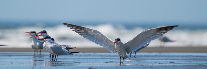 How Big? Caspian Tern (Hydroprogne caspia)  along the Washington coast.