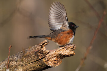 Pick Me! Spotted Towhee (Pipilo maculatus) streches wing as part of a mating display.