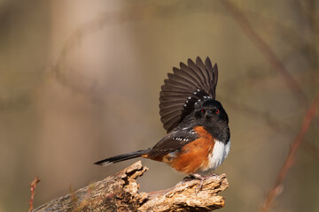 Pick Me Too! Spotted Towhee (Pipilo maculatus) streches wing as part of a mating display.