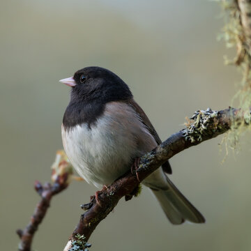 Eye Catch Light - Dark-eyed Junco (Junco hyemalis) on a perch in the spring.