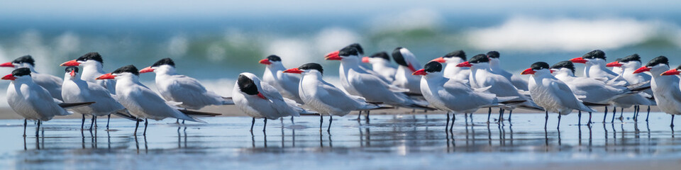 The Line Up - Caspian Tern (Hydroprogne caspia)  along the Washington coast.