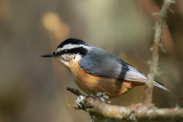 Obraz premium Staring - Red-breasted Nuthatch (Sitta canadensis) looking intensly for food.