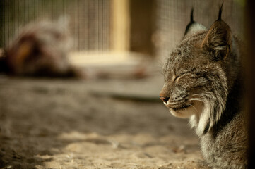 Lynx laying down, resting asleep