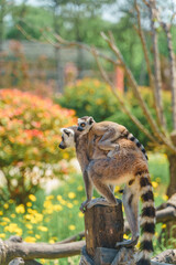 A ring-tailed lemur and its cubs in a wildlife park