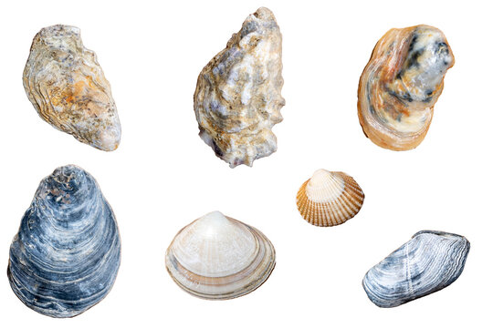 Collection of small exotic shells isolated on a white background / Collection of shells / Clams / oysters / design element / top view / flat lay / for your scenes / Shell / sea shell