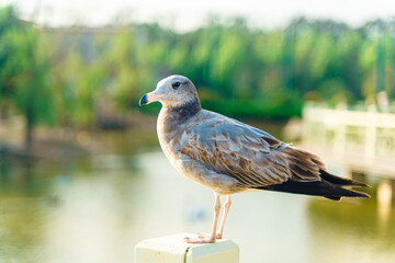 Close up of seagulls standing on the shore
