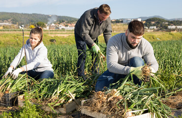 Woman helps men harvests green onions on a field. High quality photo
