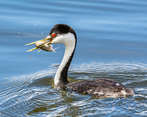 Western Grebe with a fish in it's bill
