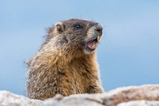 Marmot appears to be laughing 