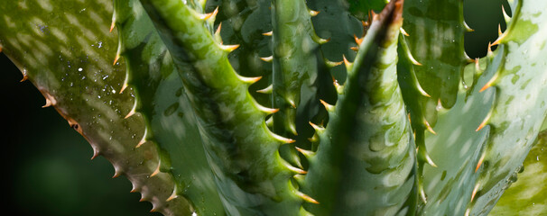 fresh aloe vera plant close up - copy space
